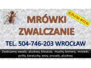 Pozbycie się mrówek tel. 504-746-203, Wrocław. Mrówki fa...