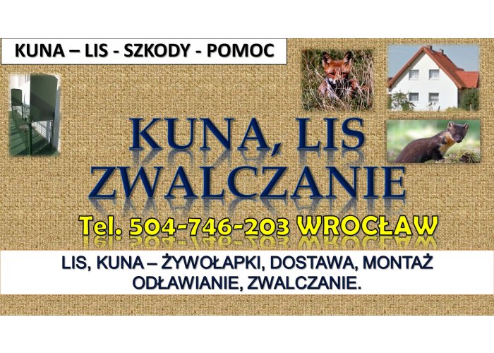 Odławianie lisów, cena, tel. 504-746-203, Wrocław. Żywołapka zwalczanie kuny