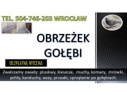 Obrzeżek gołębi, dezynfekcja tel. 504-746-203, Wrocław. ...